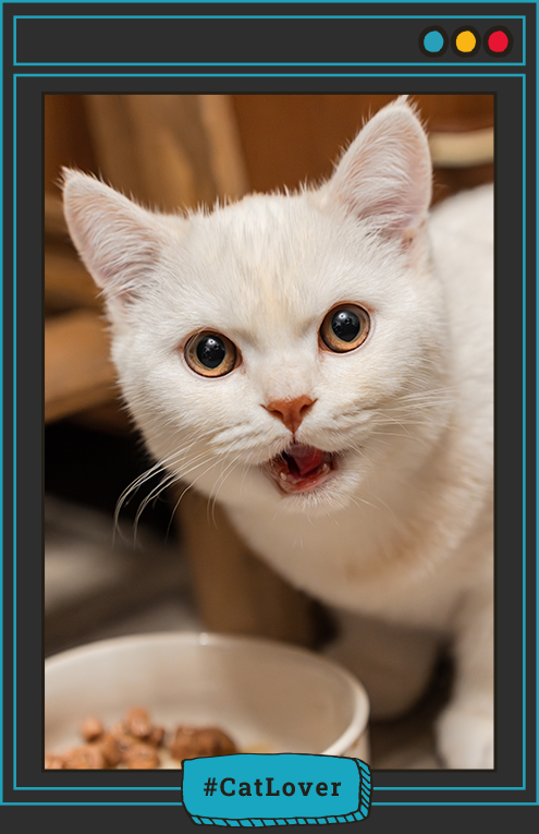 Nutriss Gatos